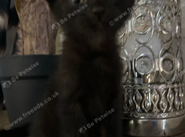 Beautiful kittens