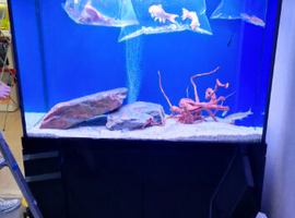 Fish tank aquarium