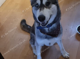 Dog