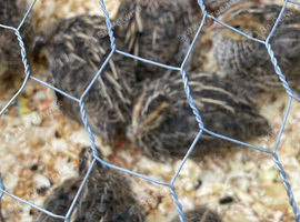 Baby quail