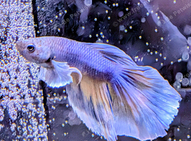 Betta Males/females or pairs available, from &pound;10