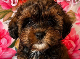 Shipoo puppies ready now