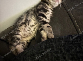 Gorgeous half bengal kittens for sale