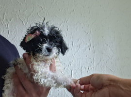 Shih tzu puppies ready for there new home ️️️