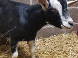 1 pure breed entire British alpine breeding Billy goat