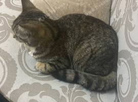 Cat for sale