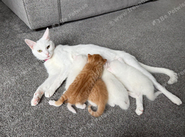 ** 2 ginger and 2 pure white left **