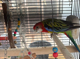 Rosellas breeding pair