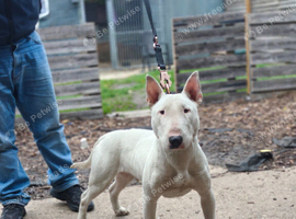 13 months old ingles male