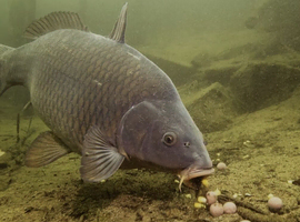 CARP FOR SALE