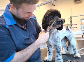 Dog groomer