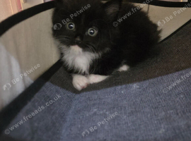 Stunning Female Kitten
