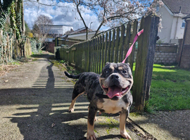 Pocket bully girl