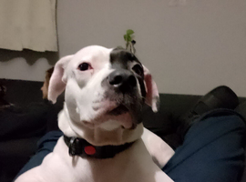 Pretty healthy White and black staffy female ( stud )