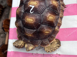Year old sulcata tortoises for sale