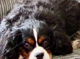 Cavalier King Charles or x Wanted.