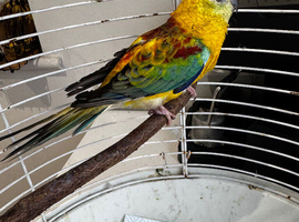 Barred Parakeet & cage set up