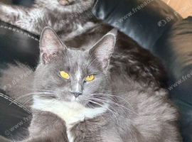 Pair of Mainecoons