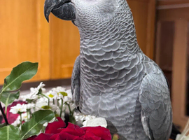african grey