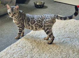 Silver snow bengal
