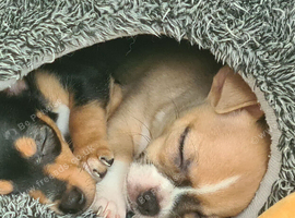 One boy Chihuahua & one girl Chihuahua left
