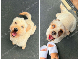 cavapoo and toy poodle for sale