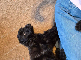 Cockapoo Puppies
