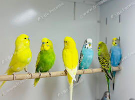 Budgies