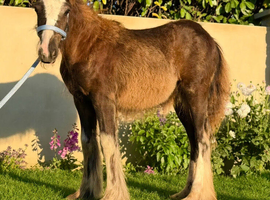&ldquo;Gawbridge Mary Whitney&rdquo;