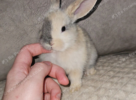 Beautiful baby lop bunnies