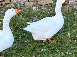 Embden Breeding Pair of Geese for Sale