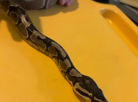 Royal python