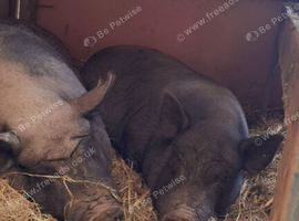 2 females pigs