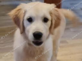 Last beautiful golden retriever girl ready now