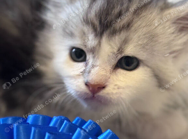 Fabulous Maine Coon Kittens with GCCF Pedigree For Sale
