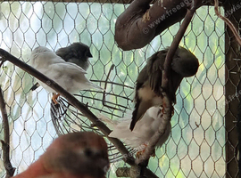 2 males zebs and a bangalese finch