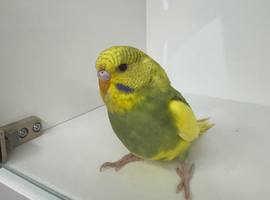 Beautiful baby budgies for sale