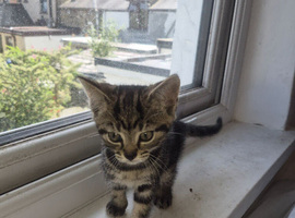 5 Stunning Kittens for sale!!!