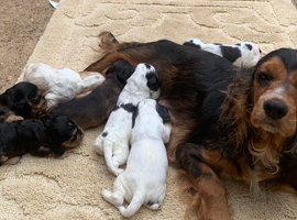 King Charles spaniel