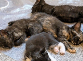 Playful Kittens Ready for Loving Homes