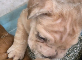 Rope french bull dog puppies
