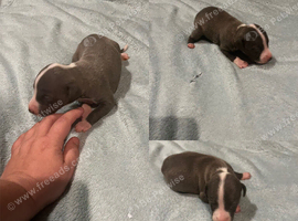 KC whippets for sale