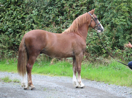 Stunning chestnut colt