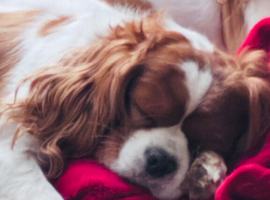 Cavalier King Charles male 2