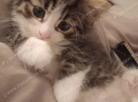 Beautiful little girl
