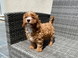 Beautiful fox red cavapoochon pups