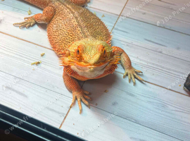 Bearded dragon