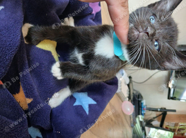 Tuxedo kittens