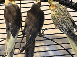 4 Month Old Cockatiels Pearl, Grey, Grey & White