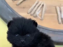 Pomeranian puppies